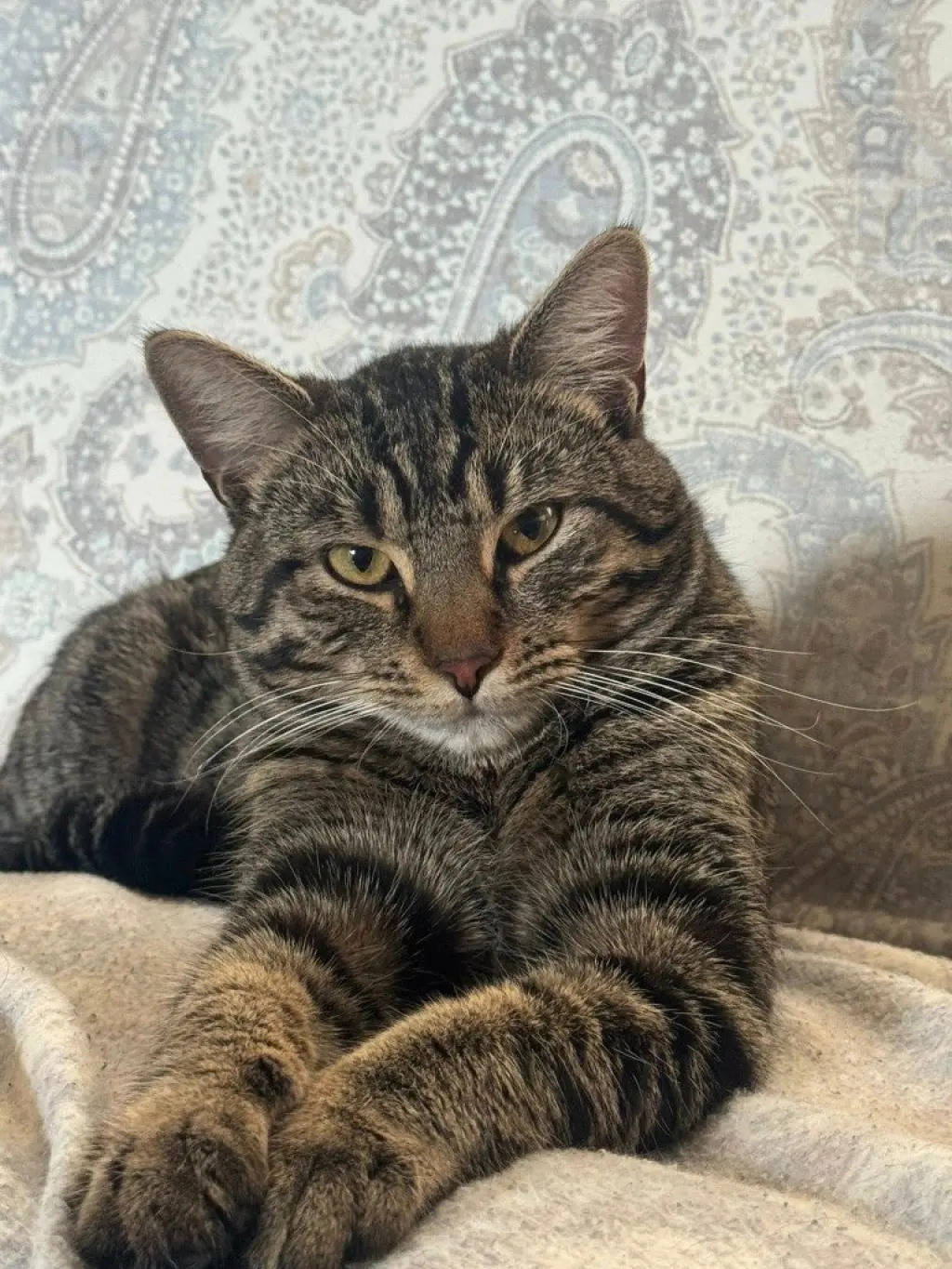 Yoshi