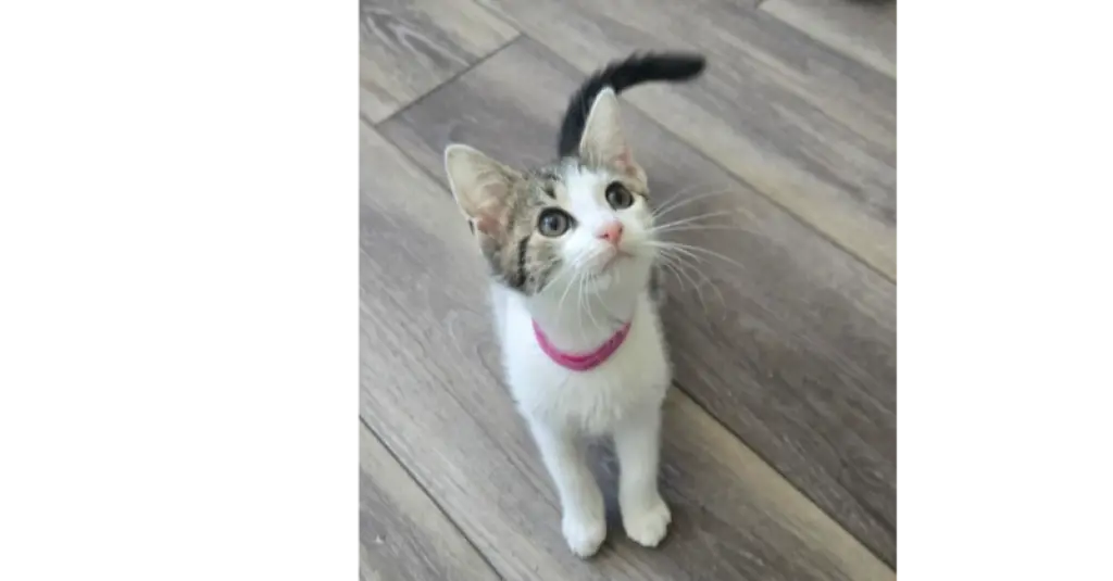 Fiona