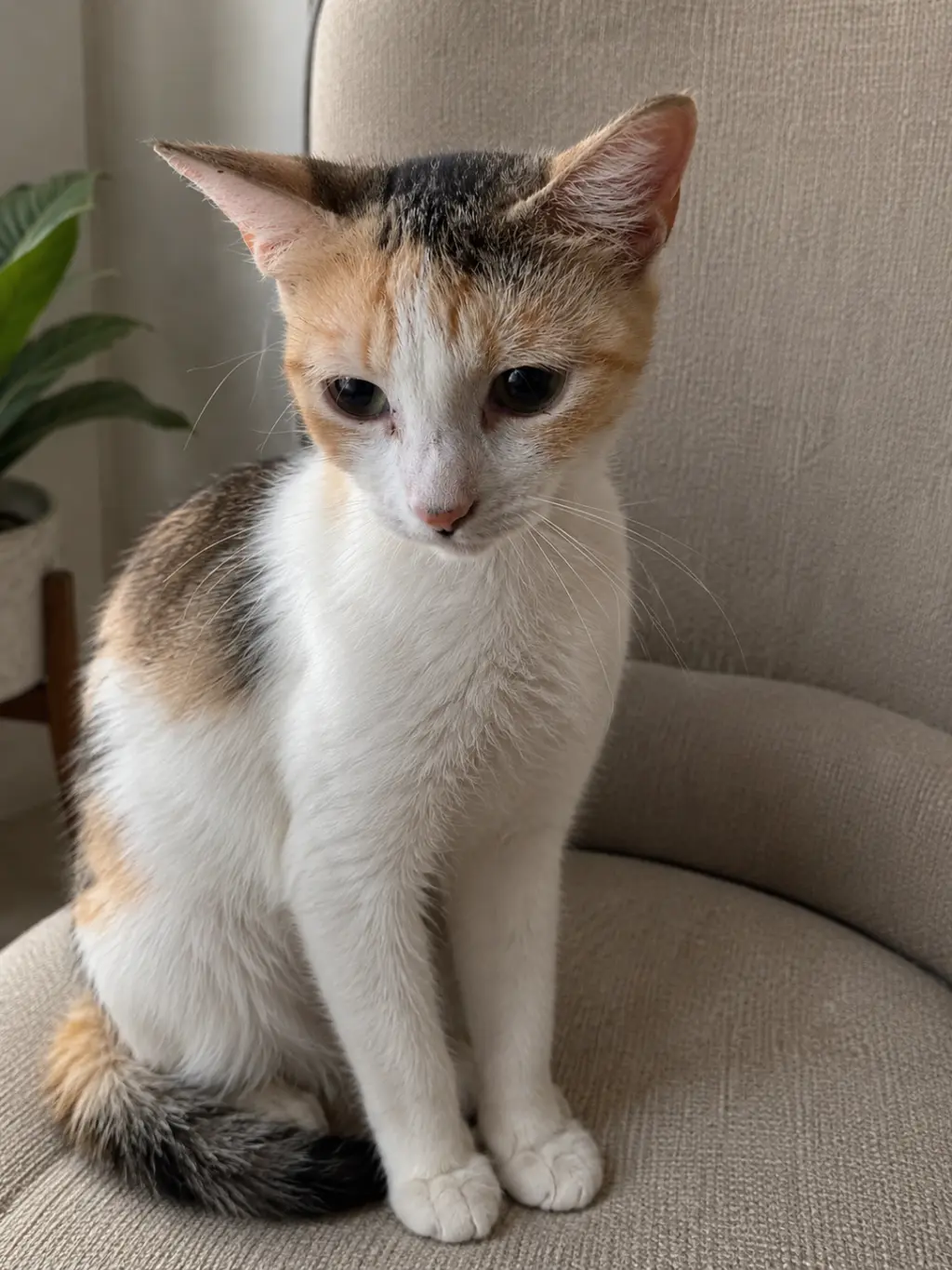 Cecelia