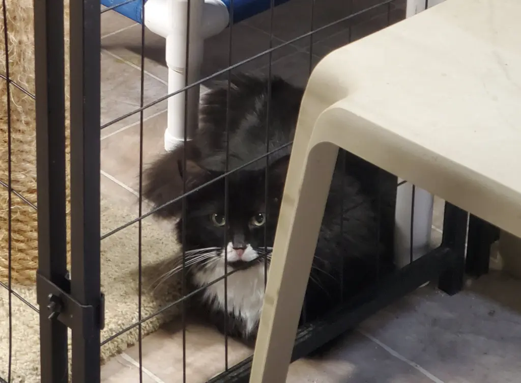 Oreo