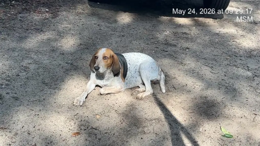 DIXIE