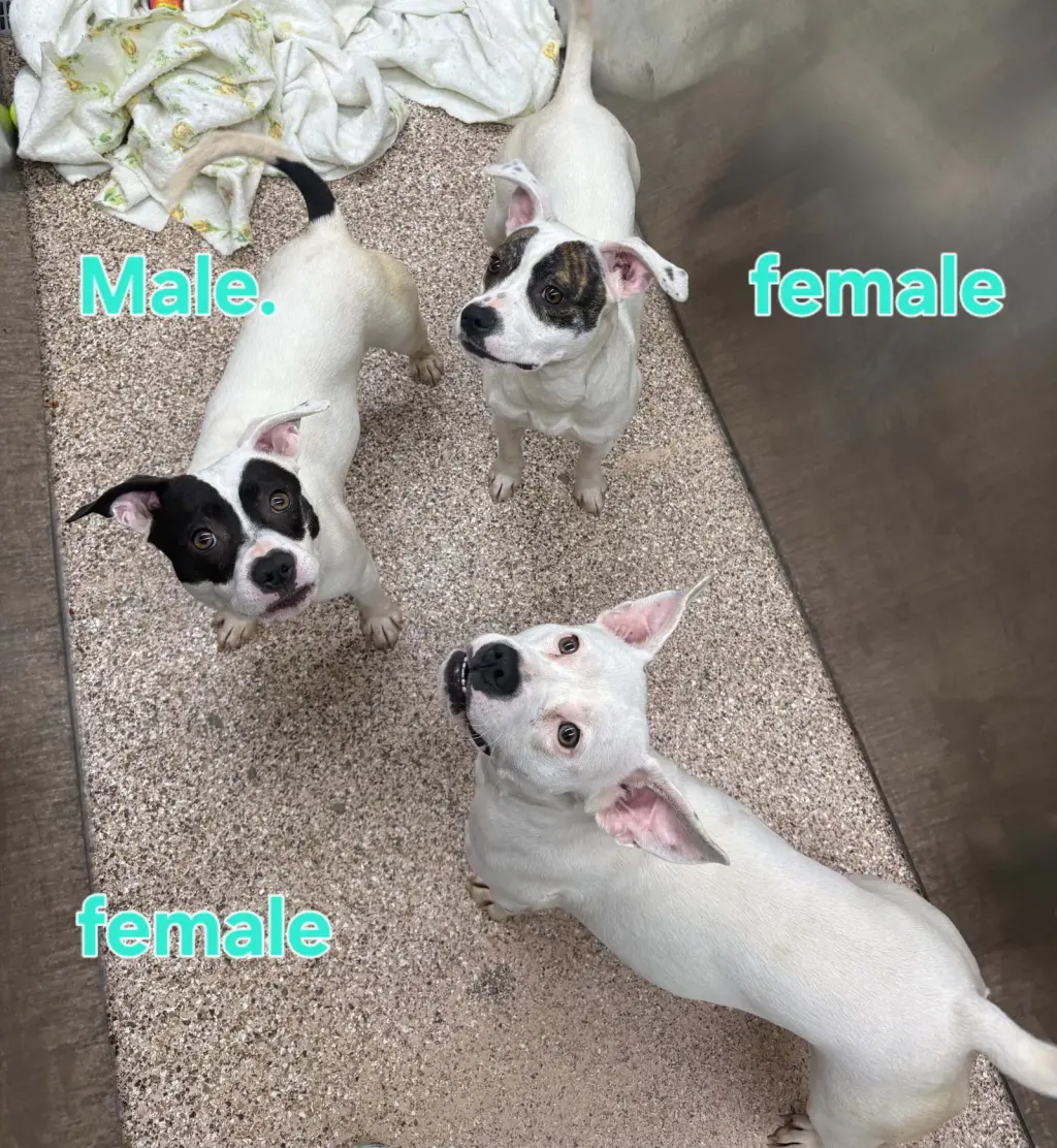 Leia, Han Solo and Sabine