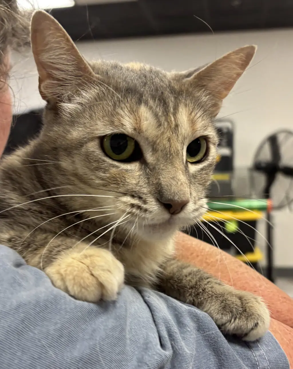 Rose  (Napa Petco)