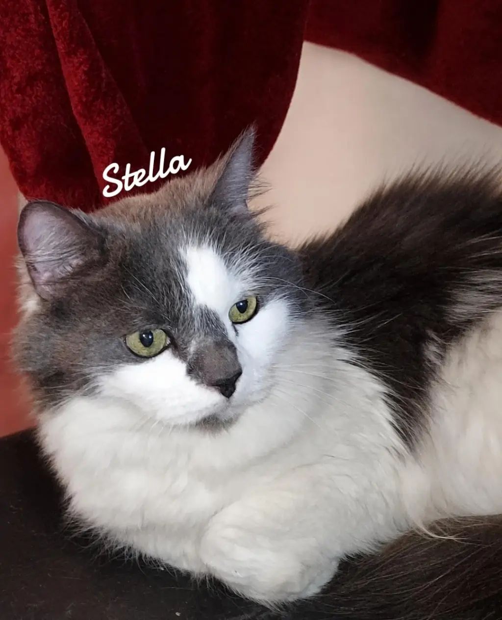 Stella