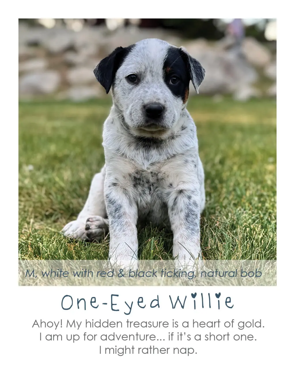 One-Eyed Willie