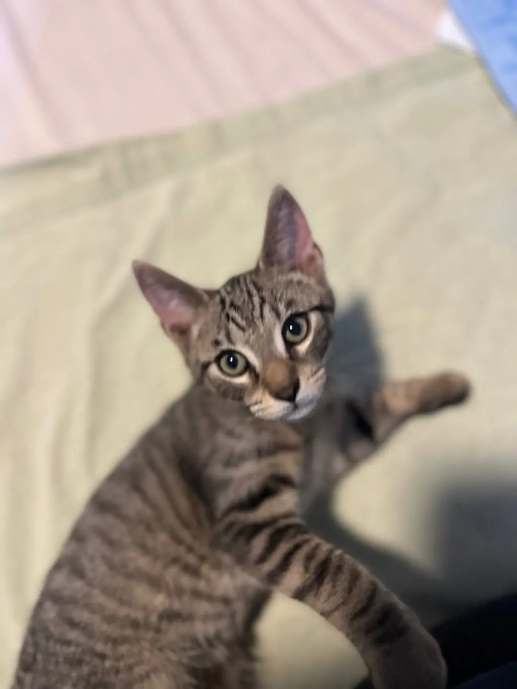 JJ