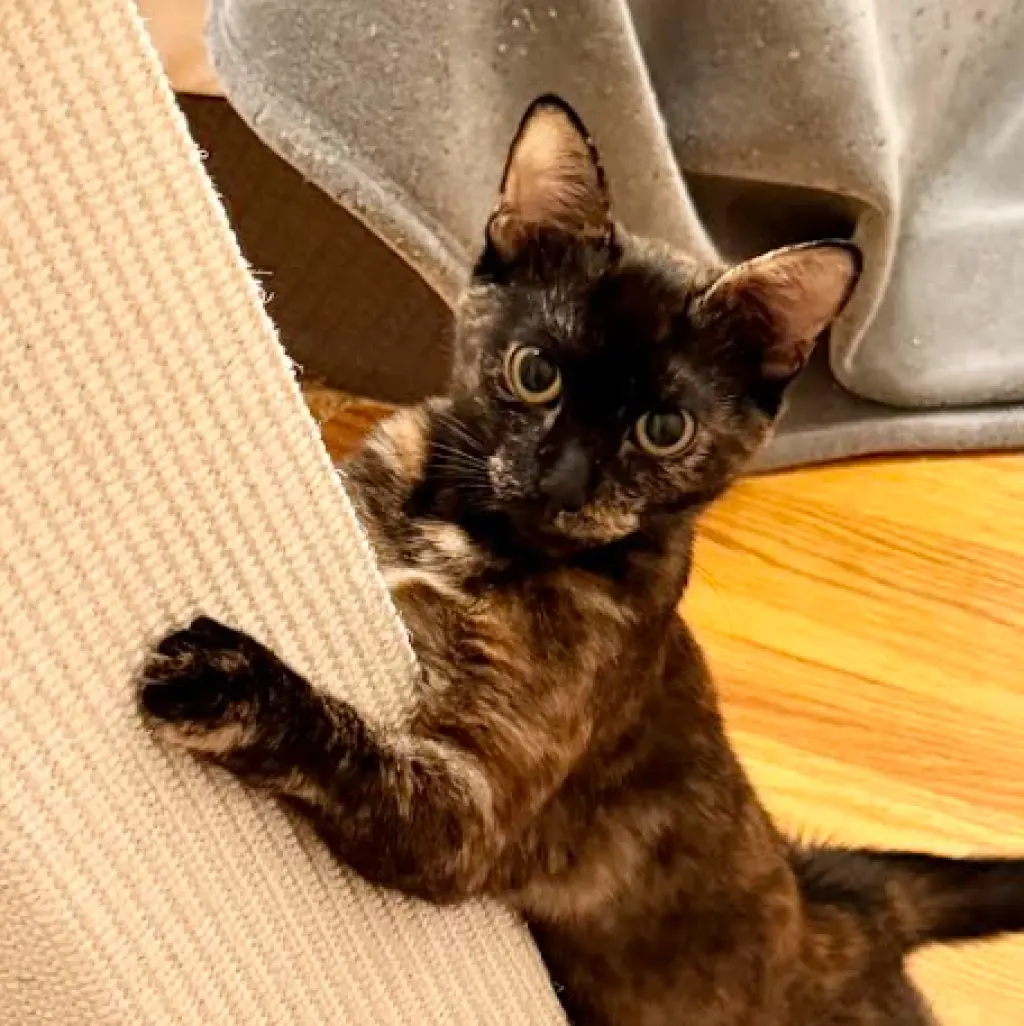 Kodiak (bonded w/ Chiniak)