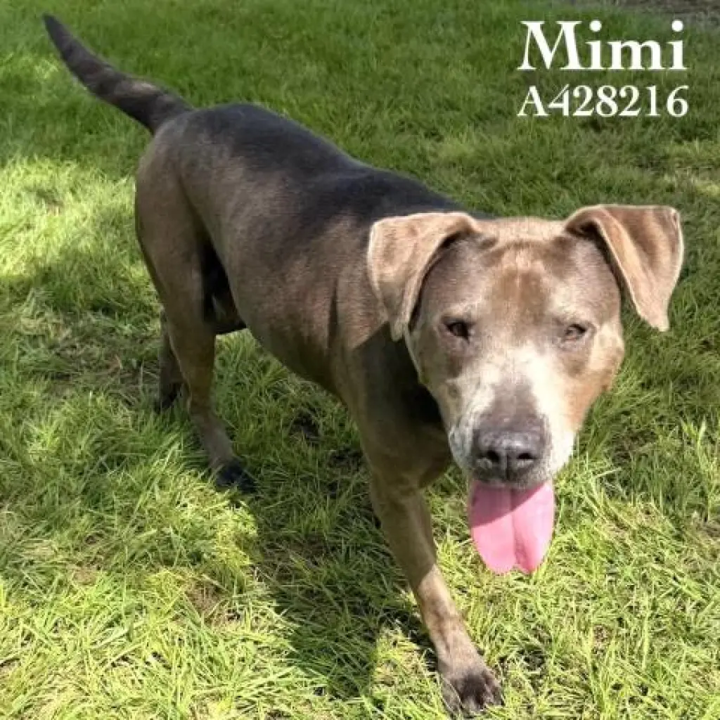 MIMI