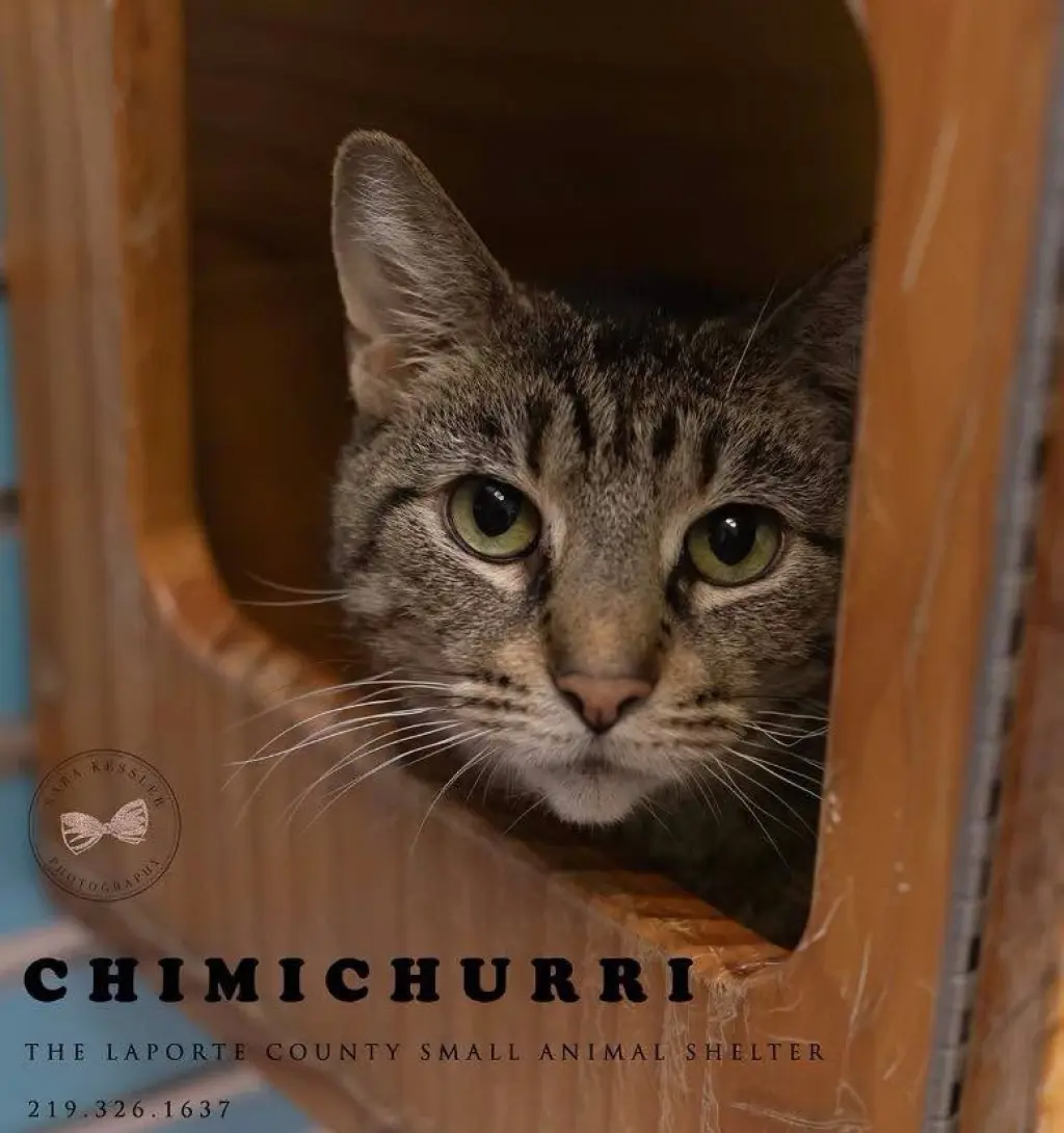 Chimichurri