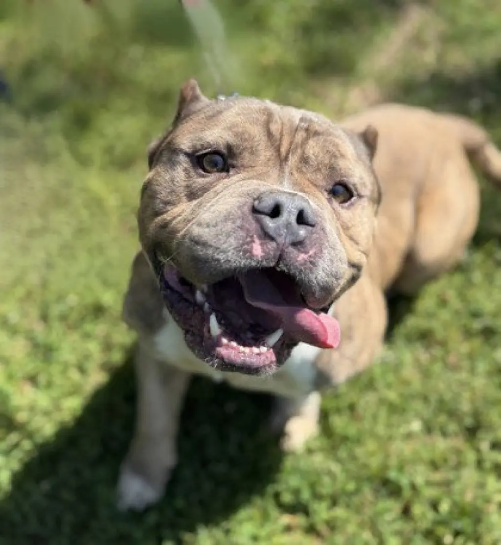 Leo