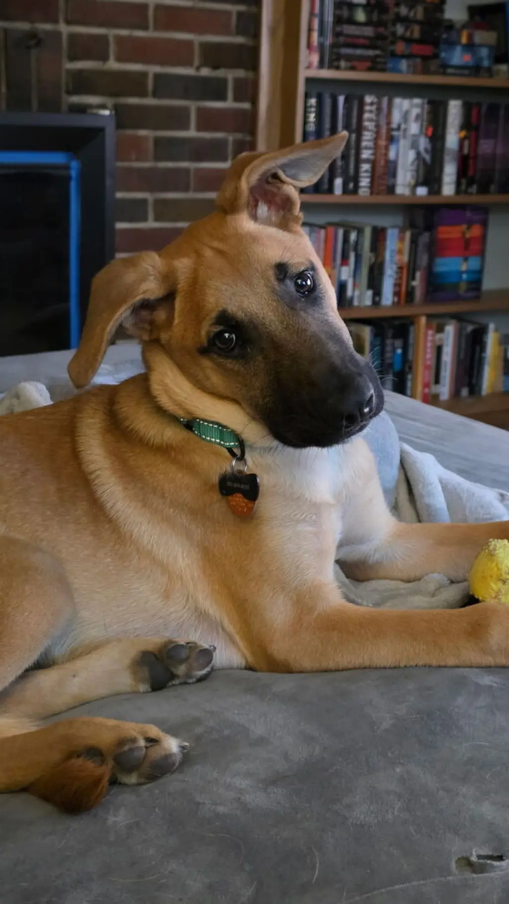 Irving (I Pups)
