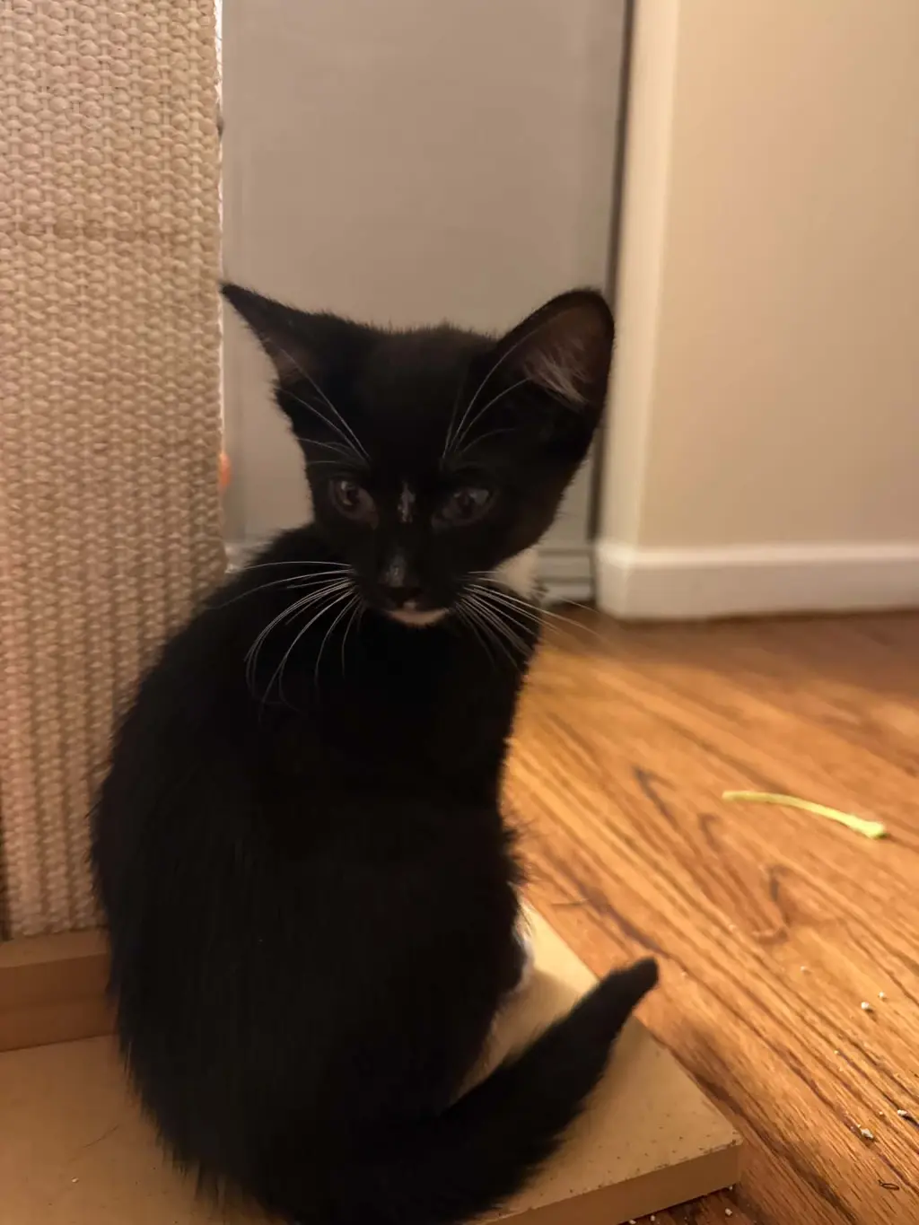 OLIVER