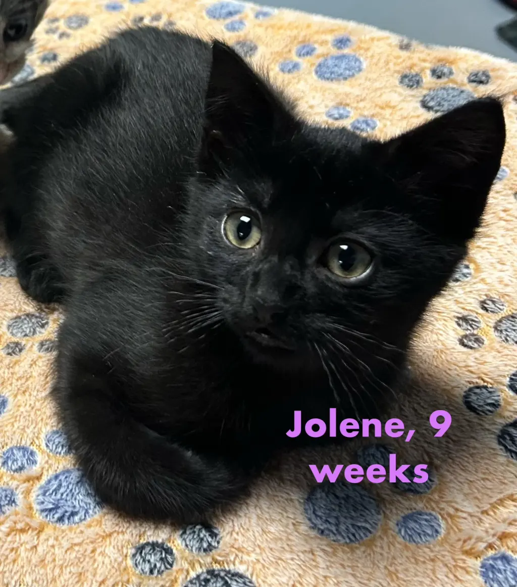 Jolene