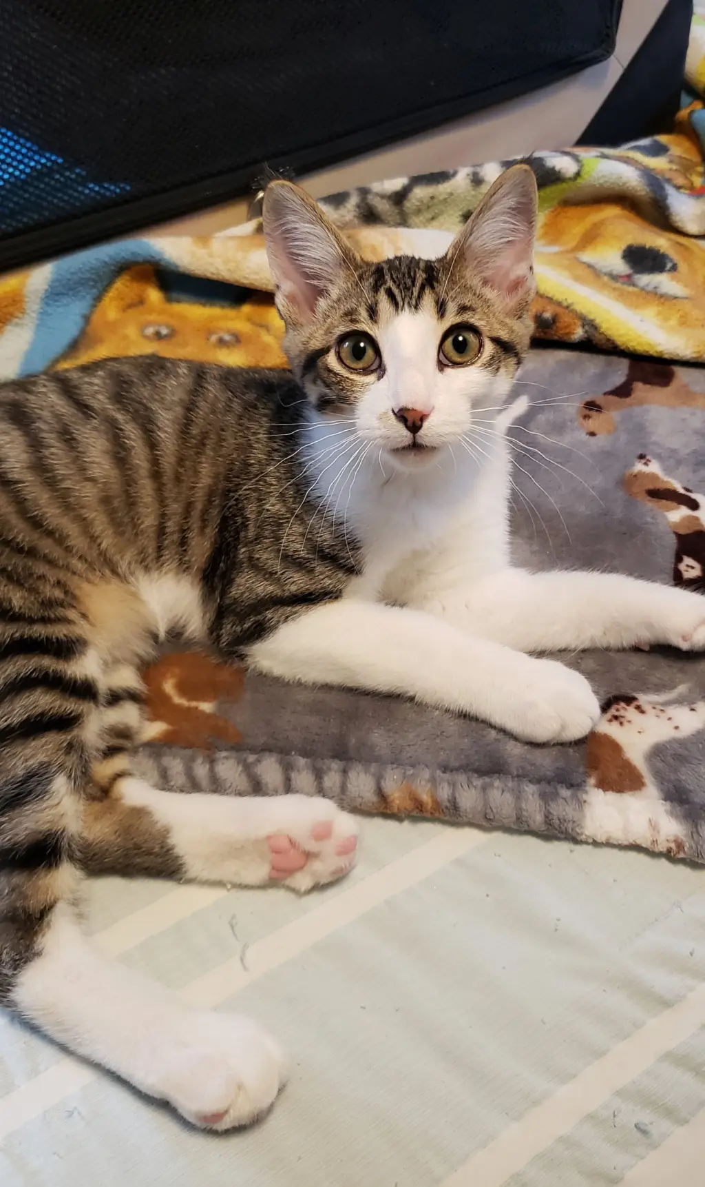 Banjo