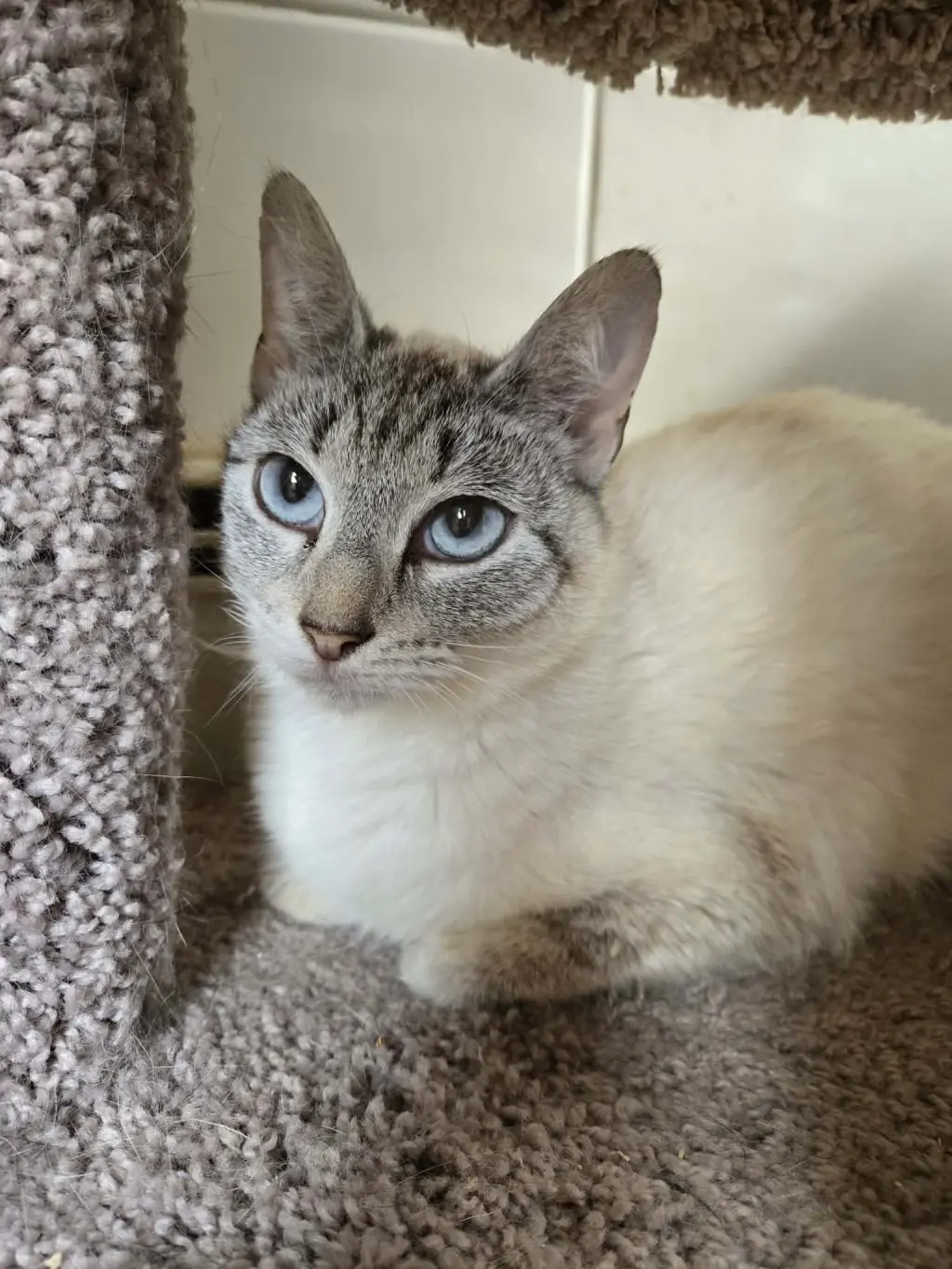 BELLA