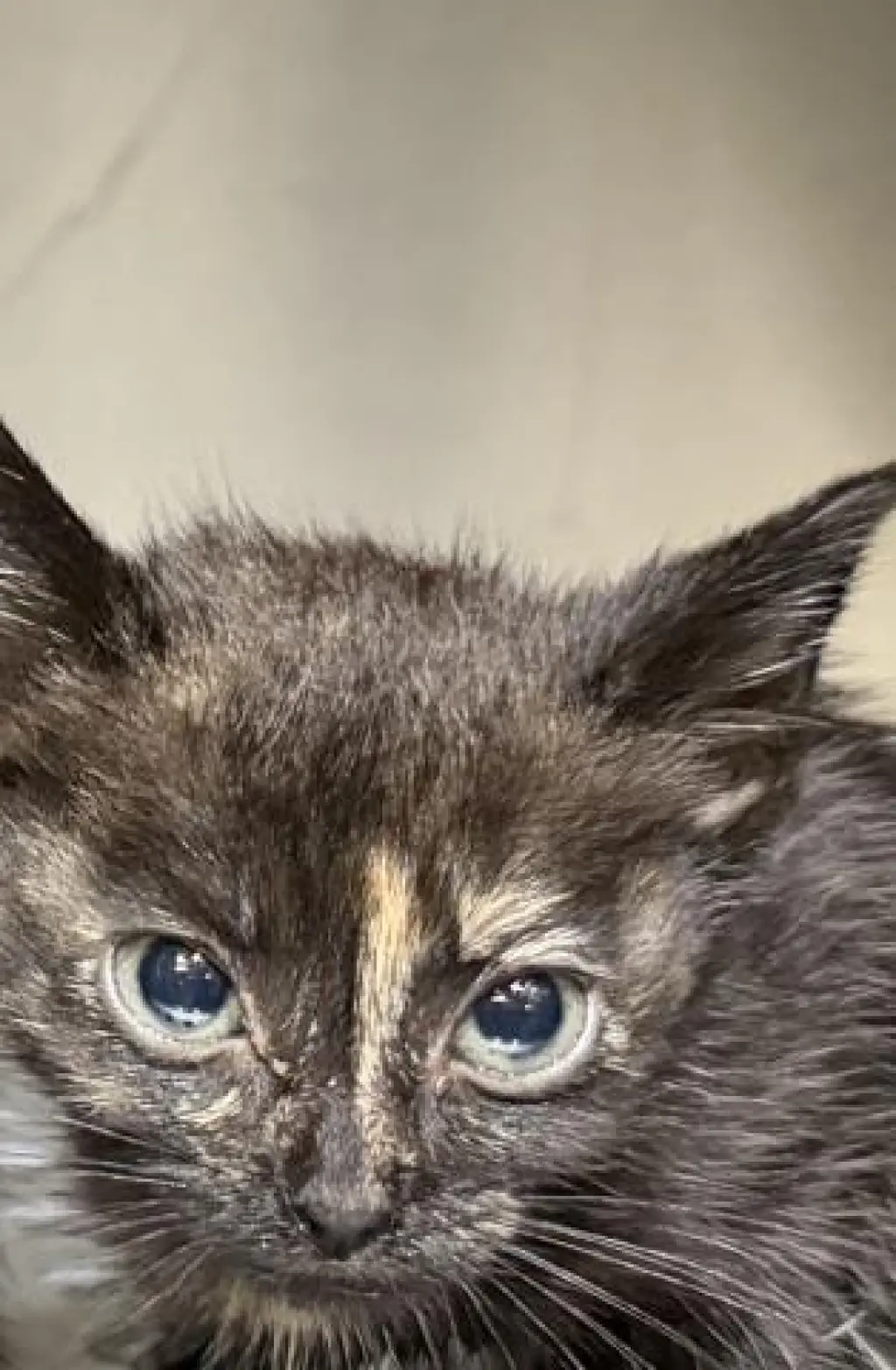 KIKI