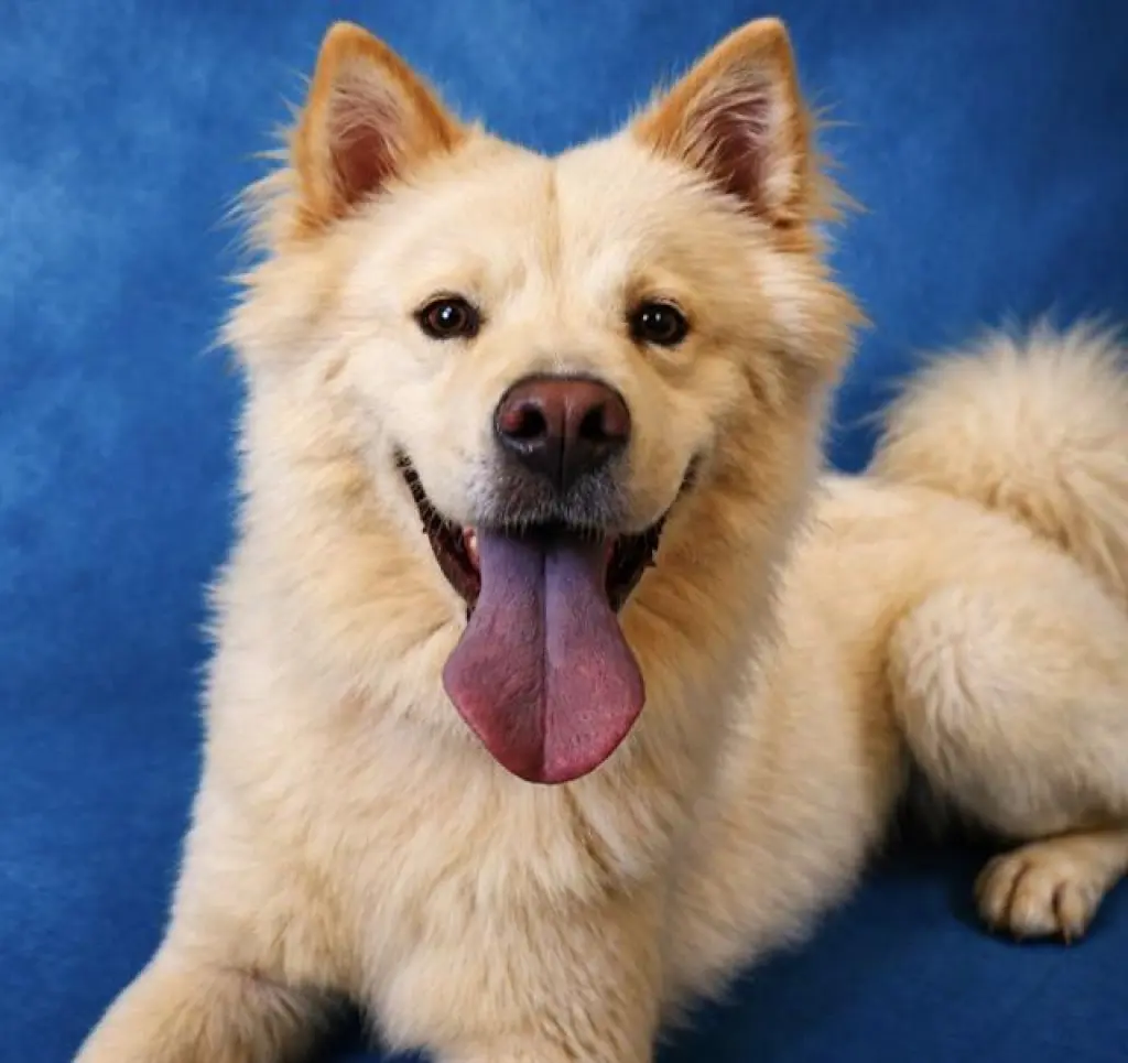 KUMA