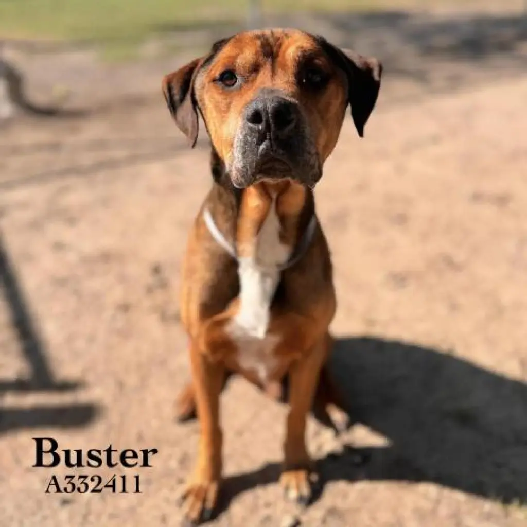 BUSTER