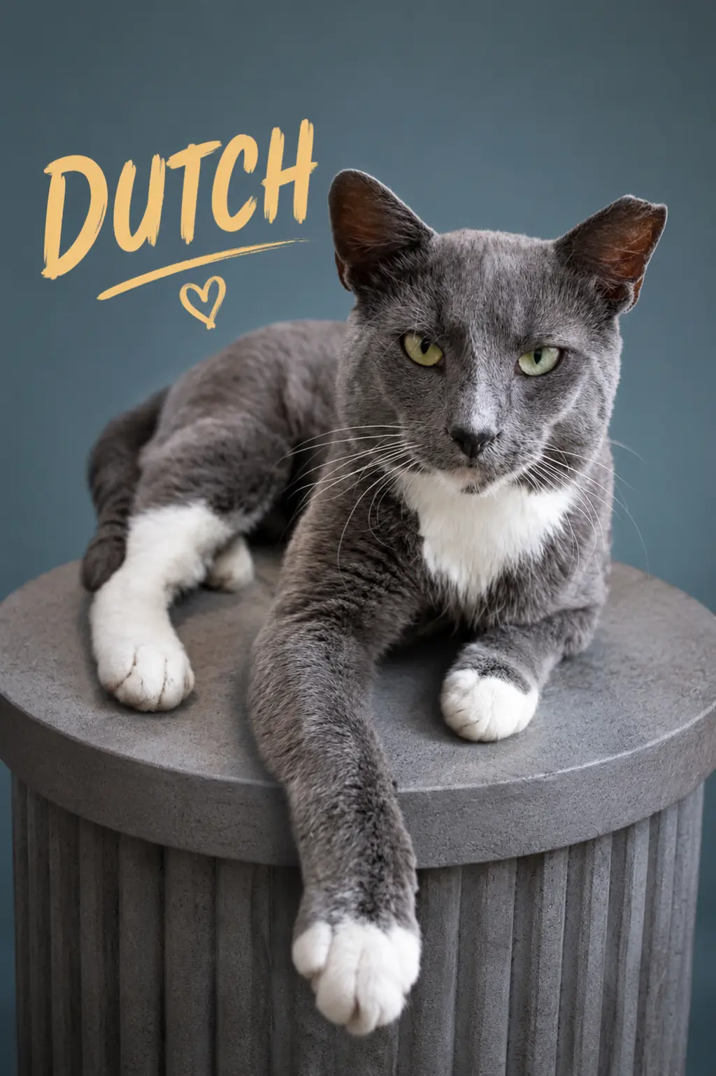 Dutch (FCID# 05/13/2026 - 66 Brandywine PS) KC