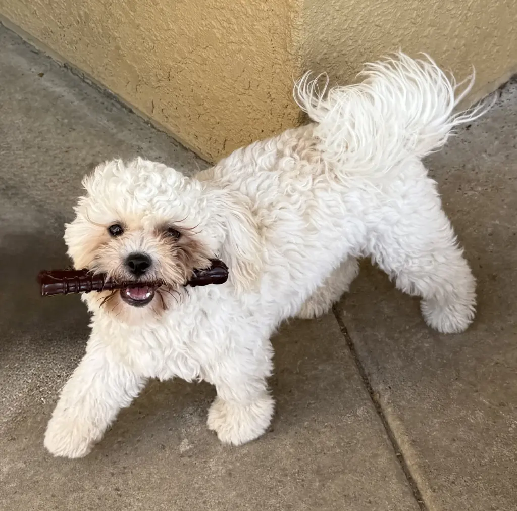 Tino