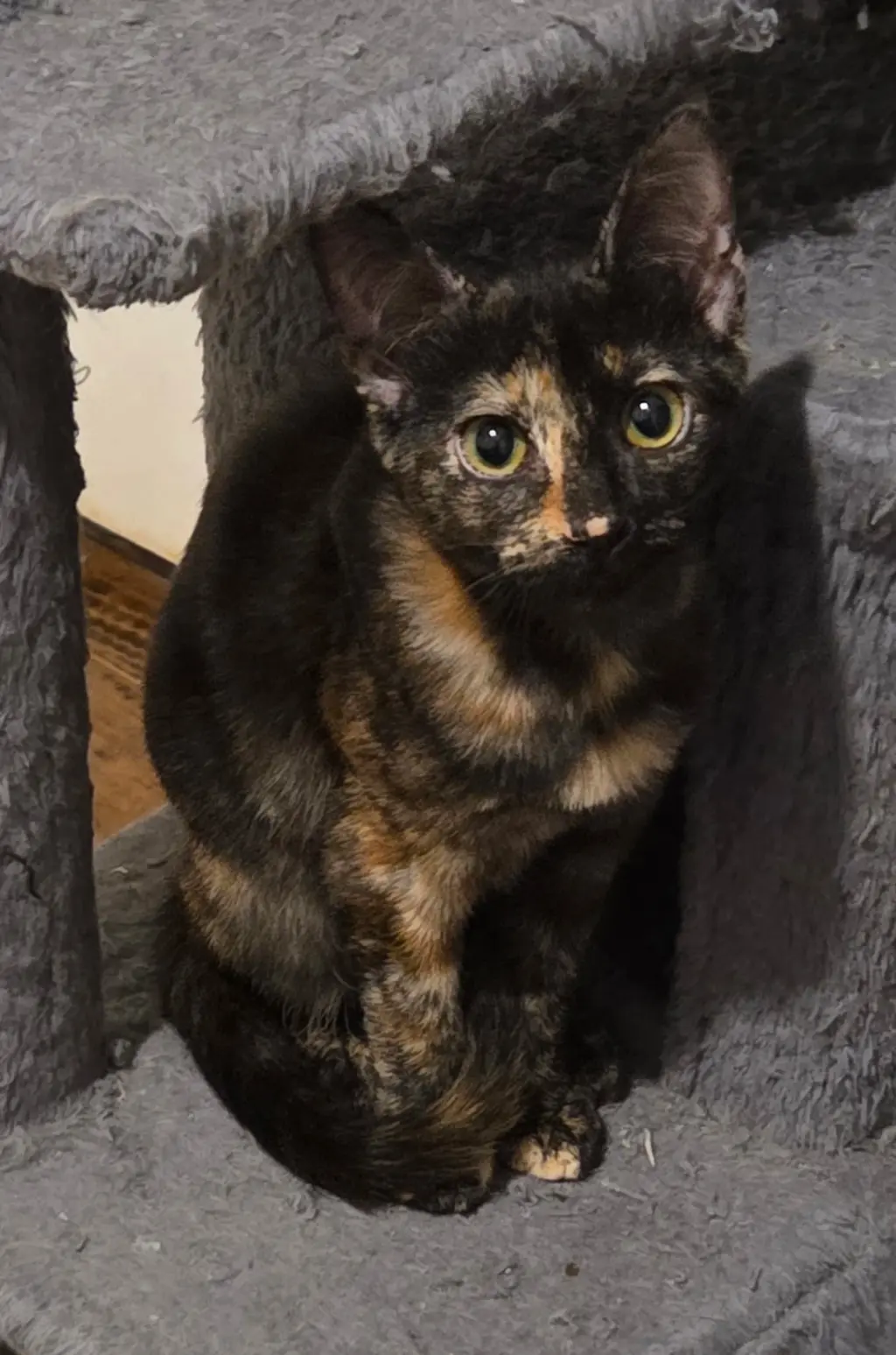 Torti-Feasor