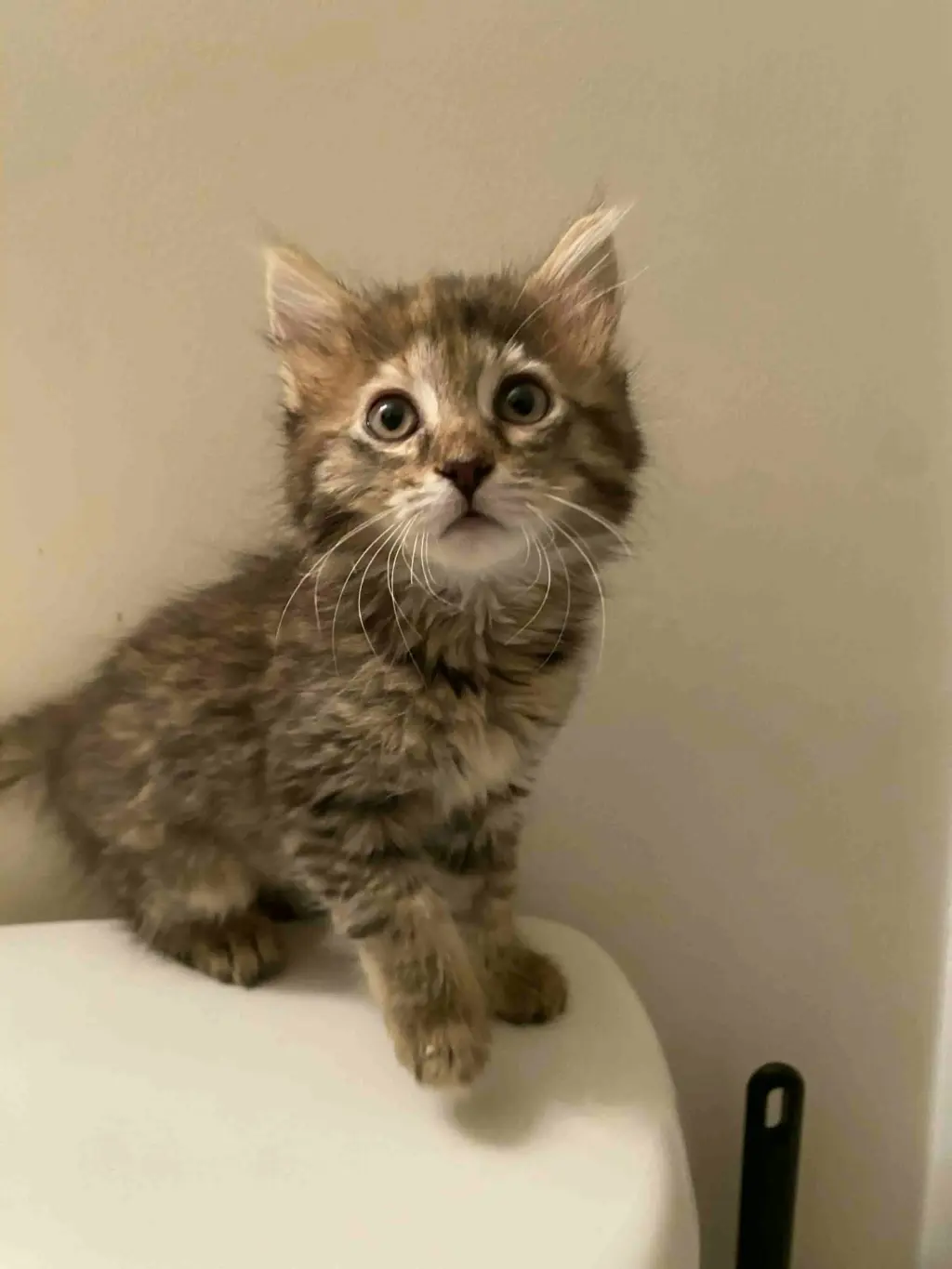 Knee (Available for pre-adoption)