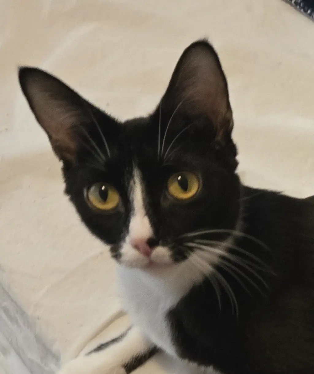 Gia