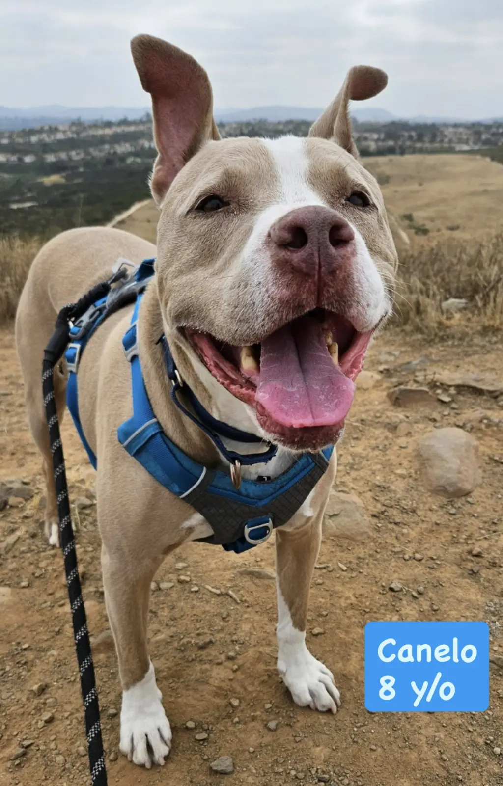 Canelo - *Courtesy Listing*