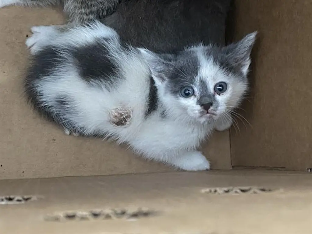NALA