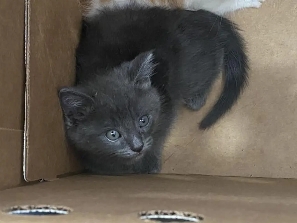 KOVU