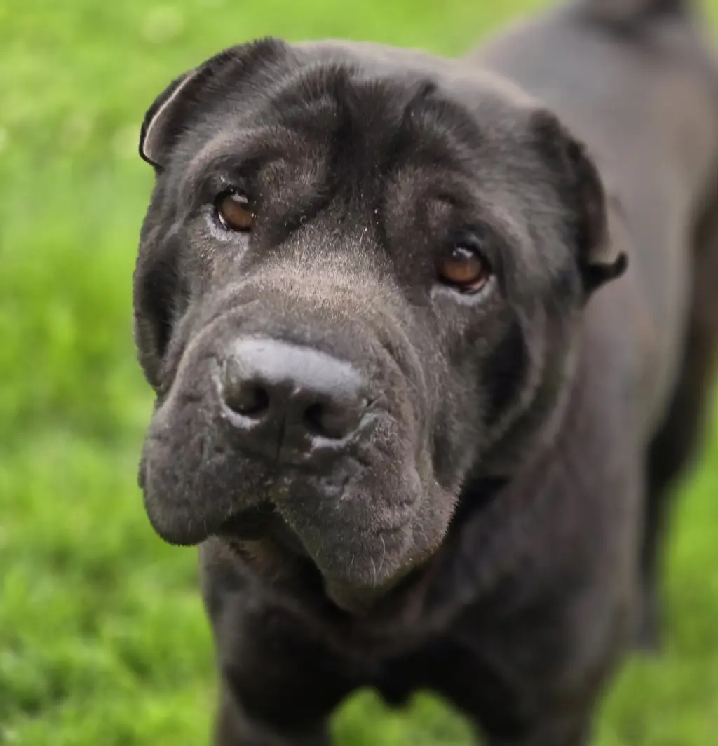 Max