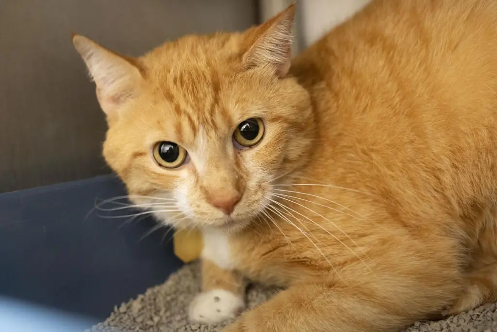 Garfield