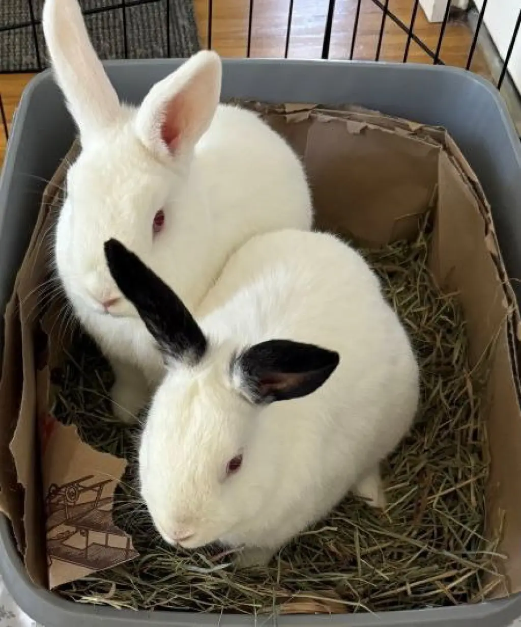 Jack & Melan (bonded pair)