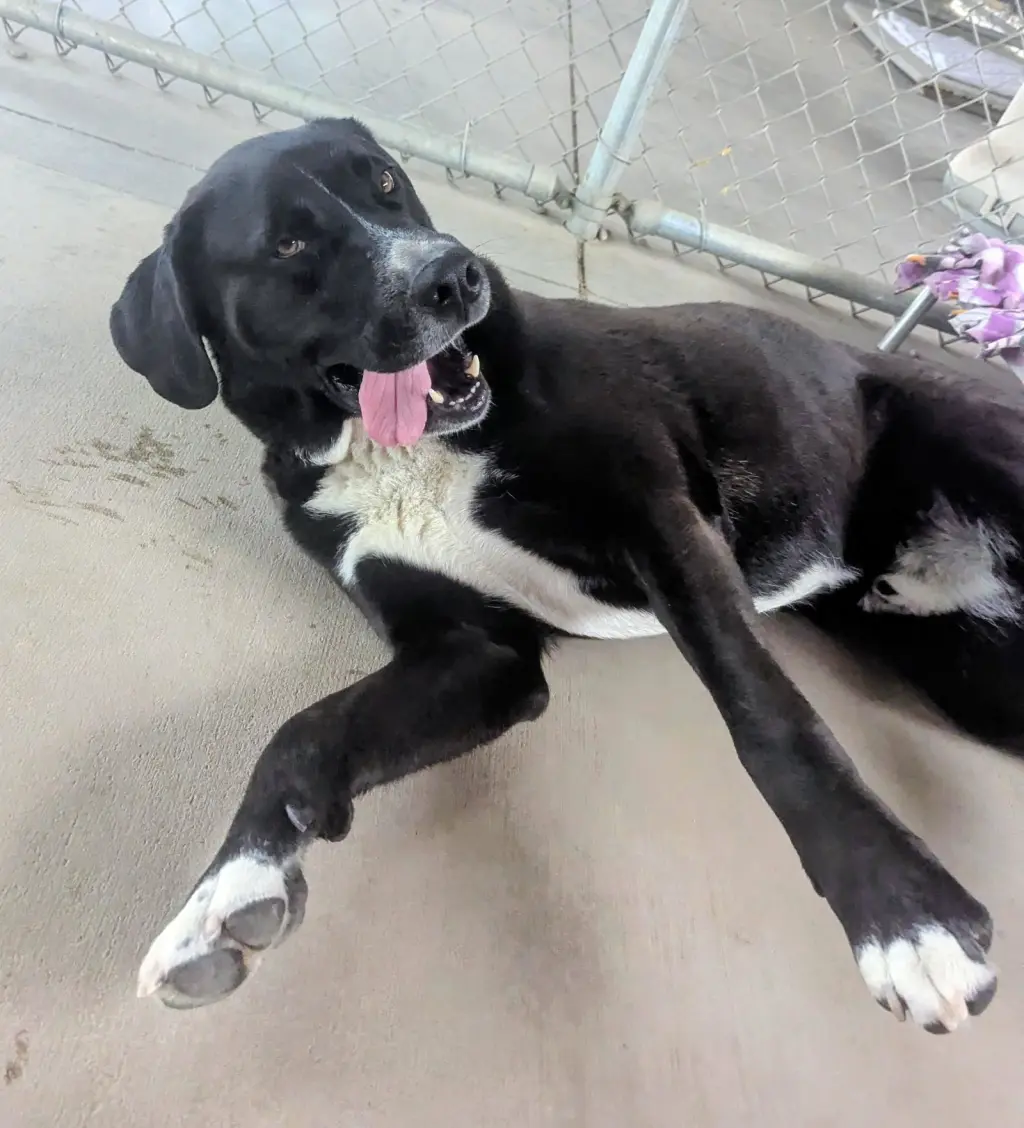 Goofy - in foster