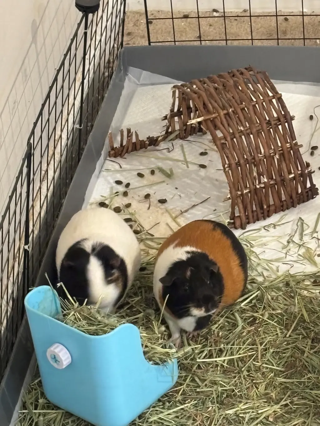 Penny and Clover