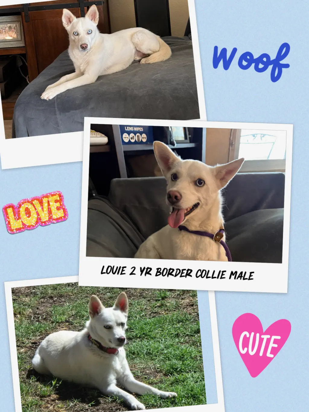 FOSTER NEEDED FOR LOUIE