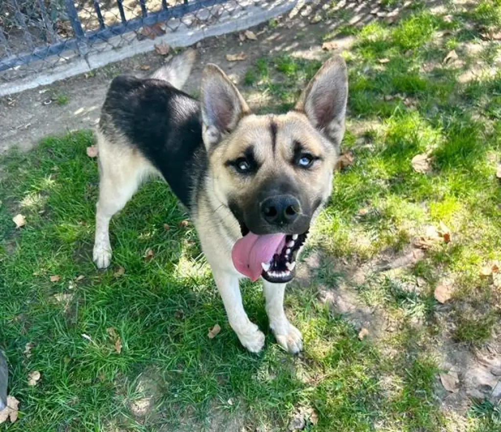 CHICO