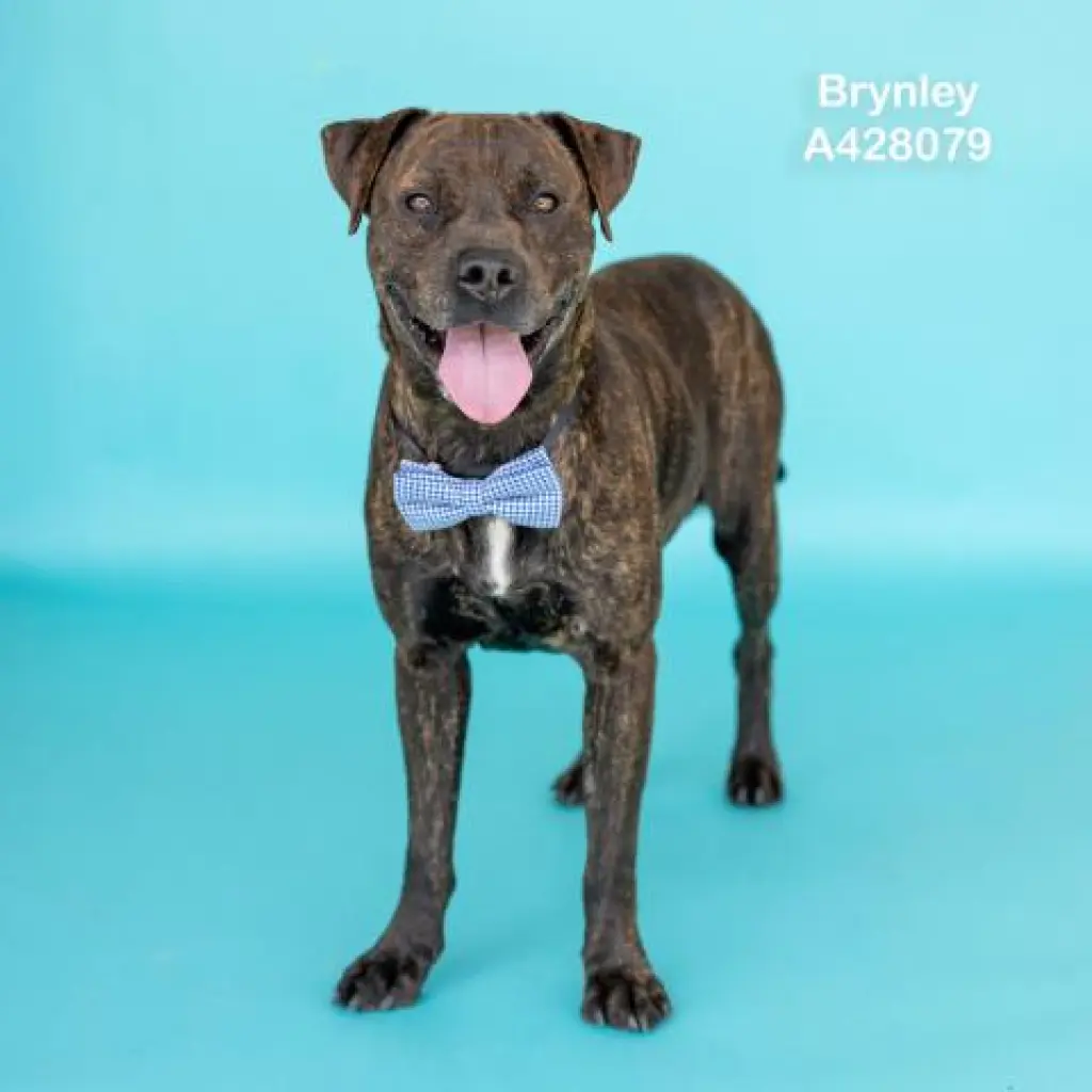 BRYNLEY