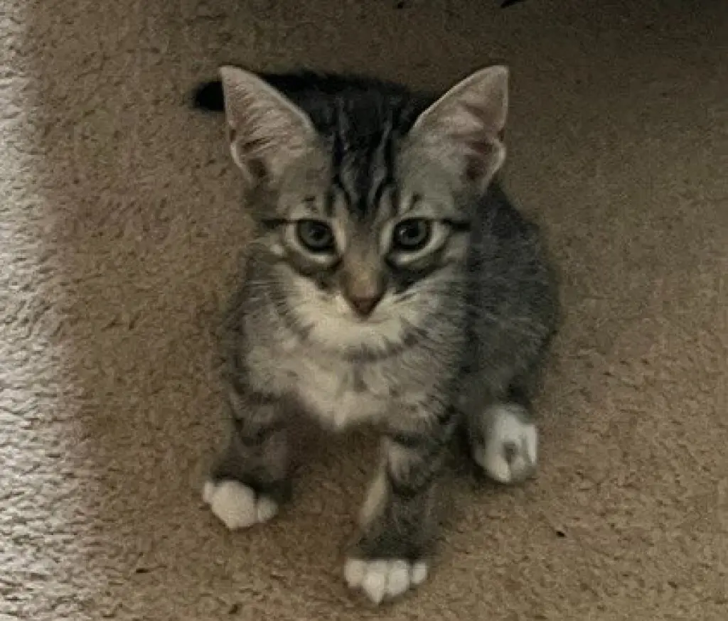 Lucy