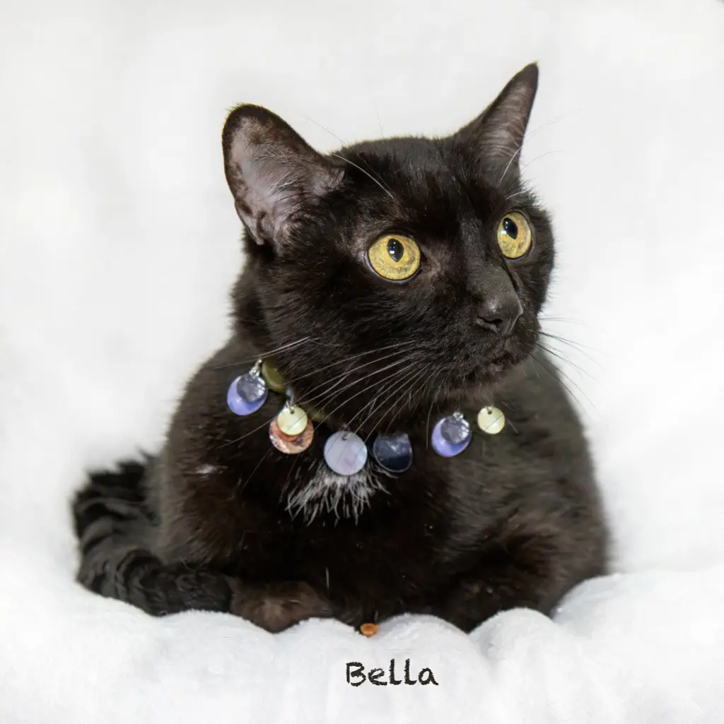 Bella