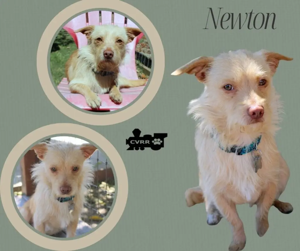 Newton