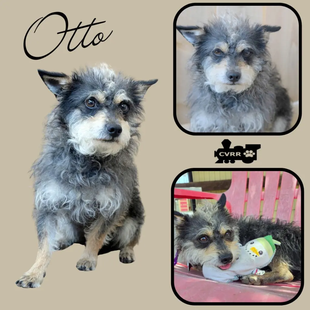 Otto