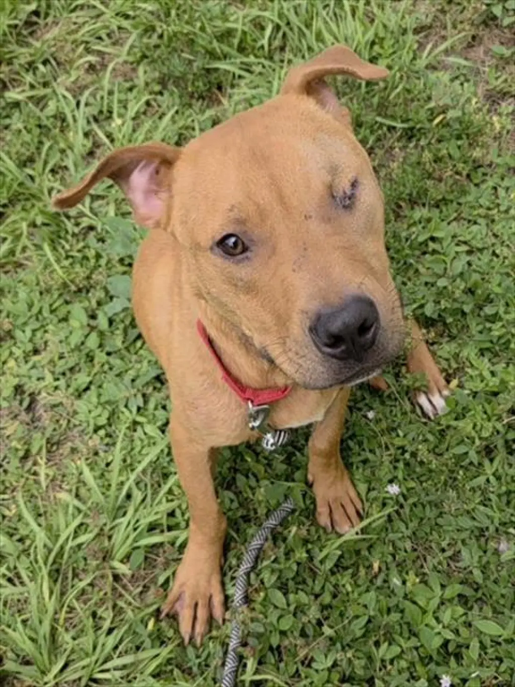 BONO