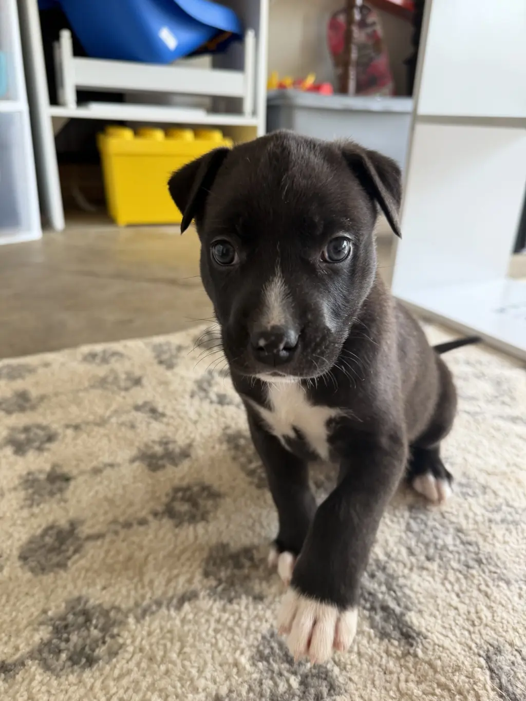 Duke