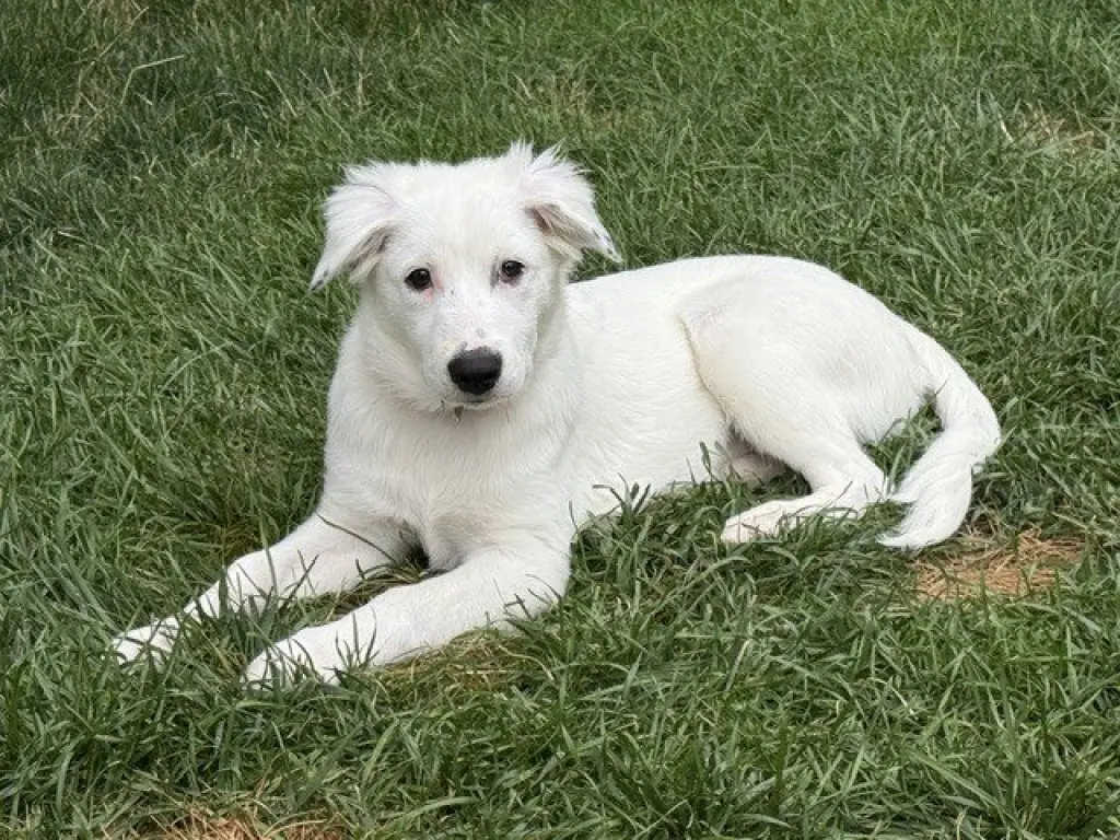 Daphne (D Pups)
