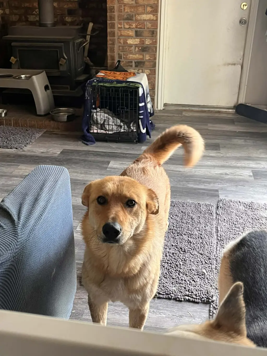 Cinnamon
