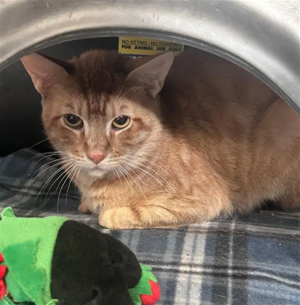 GARFIELD