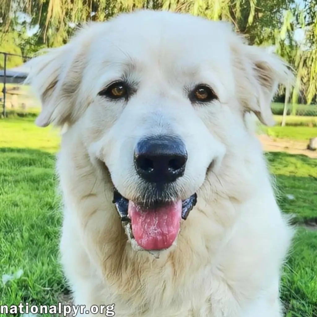 Fluff in KY - Sweet & Gentle Guardian!