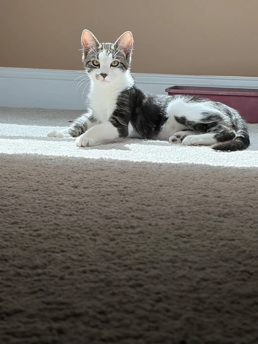 Smudge