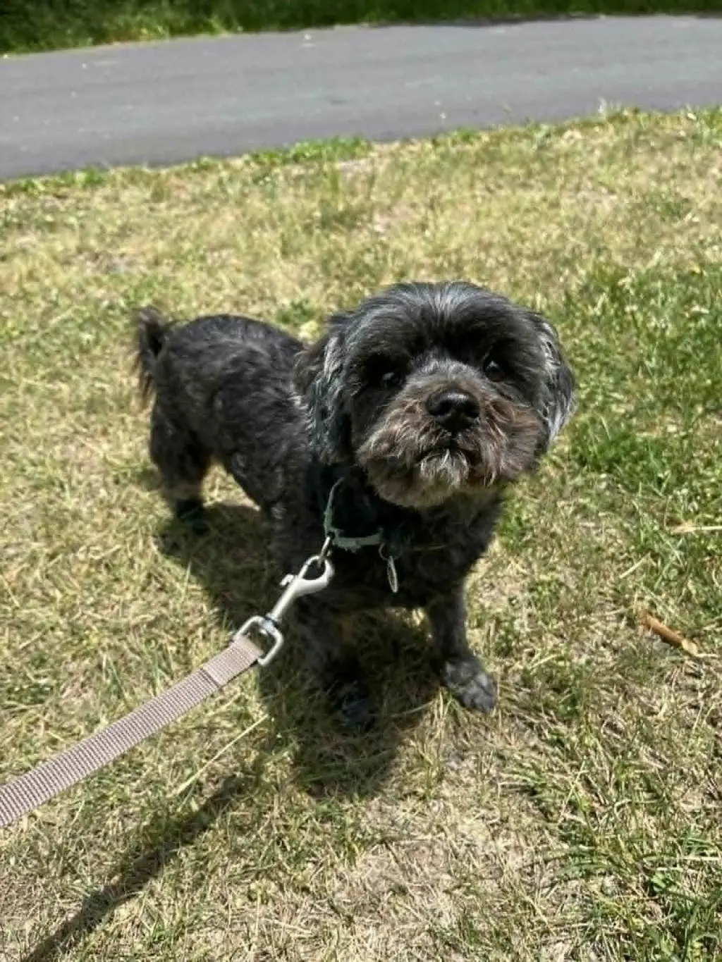 Griffy